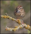 _5SB9719 lincolns sparrow
